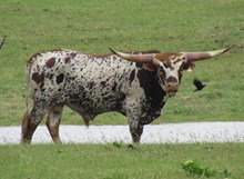 311 TCC BULL 15