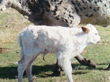 513 TCC BULL 13