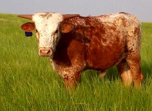2011 Avery Leigh Bull Calf