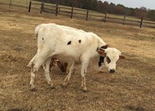 Bull Calf 3