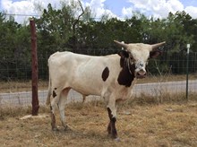 LVR Brute Force x Wiregrass Lady Rose