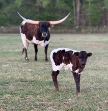Bull Calf