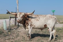 WF CABALLERO BLANCO
