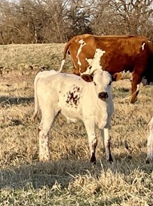 Trophy Steer 24