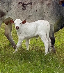 Dirty Blue Saddle X WS Shimmer