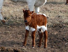HEIFER CALF 1112