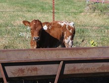 HEIFER CALF 1148