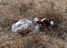HEIFER CALF 1235