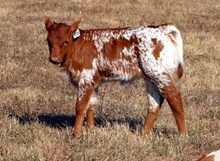 HEIFER CALF 1238