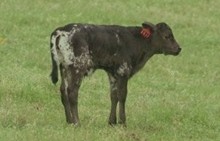 mc brides black and white heifer
