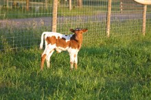 DANCING FOR GOLD CALF