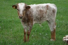 RJF REFLEC BAR BULL CALF TAG 196