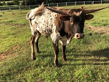Camela Bull Calf