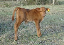 Cane's Image Bull