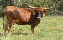 castana
