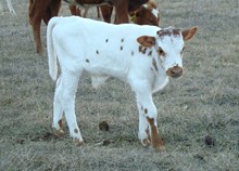 Cat Comfort Bull