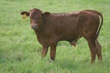 RANGER'S PRETTY LADY BULL CALF Tag 166