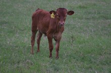 VOLARE'S BULL CALF TAG 170
