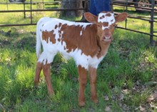 Caydence Leigh Heifer calf