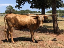 Choke Cherry Heifer