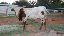 Choke Cherry Bull Calf