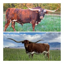 Frozen Embryo 08 - Heifer Sexed