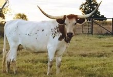 SSR COWGIRL 7