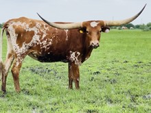COWGIRL STAR CDC
