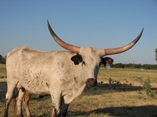 LLL Gunsmoke's Josie