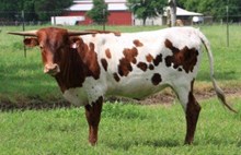 SHR Wow's Cocoa Puddin