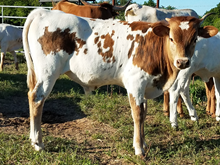 Spotted Cream 17 steer
