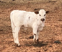 Cricket Bull Calf