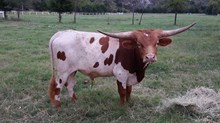 Bull Calf