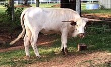 BBQ Cricket Heifer