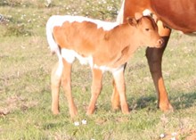CVL Cricket's Legacy heifer calf