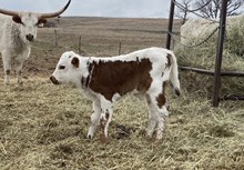 JBR CROSSFIRE X TCR SNOW WHITE TAG 403 