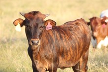 2022 Darlene Heifer