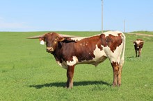 Garland's Big Tex x HL Tuff's Daystar