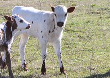 Dazzle Snow Bunny heifer calf