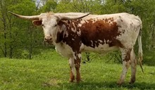 DR COWBOYS DELIGHT