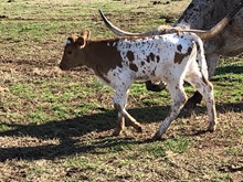 Dippin Dots Bull Calf 19