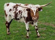 DR COWBOYS DIXIE