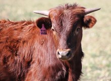 2016 M Arrow Fabulous Bull