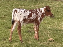 HCR First Calf