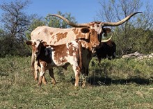 Doc Holiday/TBills Trixie bull21