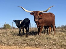 RED Texas Shebang