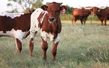 2018 Genevieve Bull