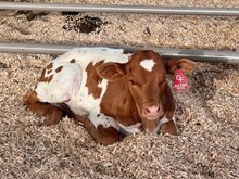 GF BUCKING ROSE