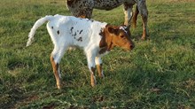 Golden Girl Bull Calf