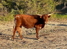 TCR Ginger Beer